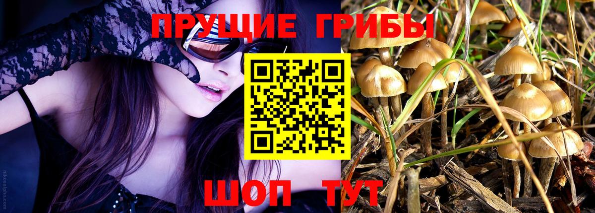 Галлюциногенные грибы Psilocybine cubensis Фрязино